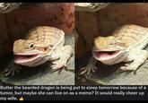 Butter the bearded dragon is being put to sleep tomorrow because of tumor, but maybe she can live on as a meme? It would really cheer up my wife.