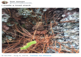 Tom Jensen @TomTheBomb99 I made a toad stack 9:18 PM Aug 4, 2019 Twitter for iPhone