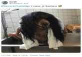 Sarah @Freedom 610 #SamaraChallenge il cane di Samara 1:17 PM Sep 4, 2019 Twitter Web App