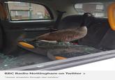 twitter.com BBC Radio Nottingham on Twitter> "Goose smashes through taxi window
