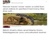 @icarlyismygf Never have l ever seen a wild lion and zebra in perfect harmony like this w--... @whatclout Bitch that's Alex and Marty from Madagascar you uncultured swine.