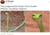 41 Strange @41Strange The judgmental Green Vine Snake (Photo: Jonathan Hakim) 20 12:13 PM - 30 Sep 2019