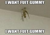 IWANT FUIT GUMMY IWANT FUIT GUMMY