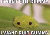 TWANT FUIT GUMMY I WANT GUIT GUMMY