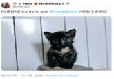 Helle MarBOOska @ellle_em CUBONE wants to ask #Cinderblock HOW 2 B BIG 12:40 PM Oct 26, 2019 Twitter for And roid