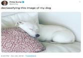Philip Bump @pbump declassifying this image of my dog 4:25 PM Oct 28, 2019 TweetDeck