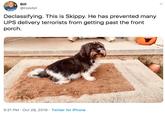 Bill @Hokibil GRATeU Declassifying. This is Skippy. He has prevented many UPS delivery terrorists from getting past the front porch 5:21 PM Oct 28, 2019 Twitter for iPhone