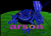 arson frog arso