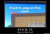 F--- it, pig on the roof. F--- IT Pig on the roof ifunny.co