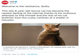 CNN CAN @CNN Welcome to the resistance, Quilty. This wily 6-year-old rescue cat has become the newest darling of the internet thanks to his mutinous attempts to free himself and the rest of his cat brethren from the cushy confines of a shelter in Houston A mutinous cat was put in solitary confinement' for freeing other cats fr... Quilty the cat, welcome to the resistance. cnn.com 11:36 PM Nov 12, 2019 SocialFlow