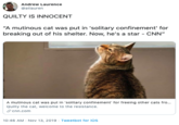 Andrew Laurence @atlauren QUILTY IS INNOCENT "A mutinous cat was put in 'solitary confinement' for breaking out of his shelter. Now, he's a star CNN" A mutinous cat was put in 'solitary confinement' for freeing other cats fro... Quilty the cat, welcome to the resistance. cnn.com 10:46 AM Nov 13, 2019 Tweetbot for ios