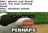Me: gives cat food. Cat: im not eating that Me: shakes bowl Cat: PERHAPS