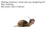 elon mollusc follow my ig @bopus.exe