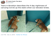 Clark Feels The Bern @Clarknt67 Tears in Brooklyn describes the 4 day nightmare of carrying Corvie up the stairs when our elevator broke. 2:37 PM · Dec 4, 2019 · Twitter for iPhone