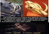THE BABIRUSA IS A WILD PIG WHOSE TUSKS CAN GROW SO LONG THEY CURVE BACKWARDS ULTIMATELY IMPALING THEIR SKULLS AND ACCIDENTALLY KILLING THEM I used myself to destroy .myself
