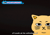 CN #CATURDAY A Look at its whiskers A