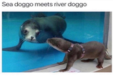 The meeting of doggos | /r/memes Sea doggo meets river doggo