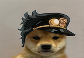 Dogwifhat Know Your Meme - dog wif hat roblox