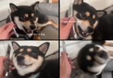 Should I buy this doggo format? | /r/MemeEconomy "doggo format bad" hello this is dog