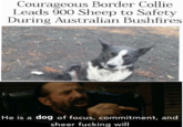 Courageous Border Collie Leads 900 Sheep to Safety During Australian Bushfires He is a dog of focus, commitment, and sheer f------ will