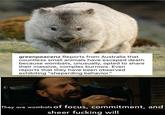 greenpeacenz Reports from Australia that countless small animals have escaped death because wombats, unusually, opted to share their massive, complex burrows. Even reports that they have been observed exhibiting "sheperding behavior." They are wombats of focus, commitment, and sheer f------ will