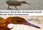 Extinct Bird Re-Evolved Itself Back Into Existence i exist to spite god