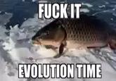 F--- IT EVOLUTION TIME