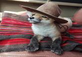 Found this picture posted in Dogs category despite the obvious fact that it's a fox. So decided to drop it here