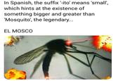 In Spanish, the suffix '-ito' means 'small', which hints at the existence of something bigger and greater than 'Mosquito', the legendary... EL MOSCO