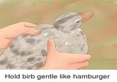 Hold birb gentle like hamburger