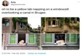 Amy @greenanorak oh to be a yellow lab napping on a windowsill overlooking a canal in Bruges ennifer zabet 2:32 PM · Feb 29, 2020 · Twitter for Android