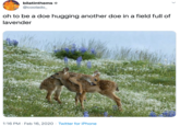 bilatinthems + @coolado_ oh to be a doe hugging another doe in a field full of lavender 1:16 PM · Feb 16, 2020 · Twitter for iPhone