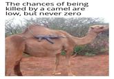 The chances of being killed by a camel are low, but never zero
