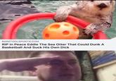BARSTOOLSPORTS.COM RIP In Peace Eddie The Sea Otter That Could Dunk A Basketball And Suck His Own D--- made with mematic