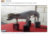 reactions @reactjpg chihuahua in hat balancing on four loko cans Translate Tweet 11:22 PM · Aug 10, 2019 · Twitter for iPhone >