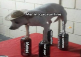 Me in quarantine Various addictive substances Hand Sanitizer Toilet paper Memes
