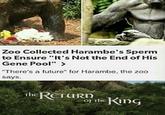 Zoo Collected Harambe's Sperm to Ensure "It's Not the End of His Gene Pool" > "There's a future" for Harambe, the zoo says. the REturn OF The King