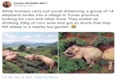 Corono she better don't @Spilling_The_T While humans carry out social distancing, a group of 14 elephants broke into a village in Yunan province, looking for corn and other food. They ended up drinking 30kg of corn wine and got so drunk that they fell asleep in a nearby tea garden. e 5:21 PM · Mar 18, 2020 · Twitter for iPhone