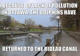 BECAUSE OF LACK OF POLLUTION IN OTTAWA, THE DOLPHINS HAVE RETURNED TO THE RIDEAU CANAL