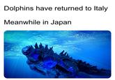Dolphins have returned to Italy Meanwhile in Japan