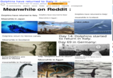 Dolphins have returned to Italy !! (1.redd.it) submitted 3 days ago by arjun_aditya ® INFECTED O 5 comments share save hide give award report crosspost Meanwhile on Reddit : Dolphins have returned to Italy! Dolphins have returned to Italy Dolphins have returned to Italy! meanwhile in Scotland: Meanwhile in Egypt: Meanwhile in Japan wajunaditya Day 14: Dolphins started to return in 'Italy. Dolphins return to Venice canals Meanwhile in Scotland: Day 69 in Germany: Italy: "Dolphins start to return* Dolphins return to Venice due to Italia:Dolphins are Back in Venice Cononavirus Meanwhile in Egypt: Mearwhile in Scotand: meanwhile in Scotland: