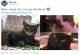 Susang @Susang Wait...what did she say this time? 2 #catsjudgingkellyanne 9:22 PM - Apr 15, 2020 · Twitter for iPhone
