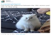 Anance @AnanceLLC #catsjudgingkellyanne Cats know the difference between the 19th version and year 19. Stop lying. 11:32 PM · Apr 15, 2020 · Twitter Web App