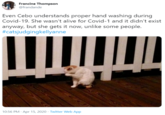 Francine Thompson @frandande Even Cebo understands proper hand washing during Covid-19. She wasn't alive for Covid-1 and it didn't exist anyway, but she gets it now, unlike some people. #catsjudgingkellyanne 10:56 PM · Apr 15, 2020 · Twitter Web App