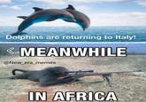 Dolphins are returning to Italy! &MEANWHILE @New_era_memes IN AFRICA
