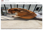 Rae Elle @RaeElle Big Poppa has been so sad today, I think he miss playing with the kids in the building. He just watches them from the patio 9:30 PM - Apr 21, 2020 - Twitter for Android