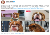 David Mack O @davidmackau EXCLUSIVE PHOTOS OF BIG POPPA BEFORE AND AFTER QUARANTINE buzzfeednews.com/article/davidm.. ® Save 3:59 PM · Apr 22, 2020 · Twitter Web App