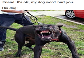 Friend: It's ok, my dog won't hurt you. His dog: