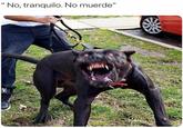 No, tranquilo. No muerde"