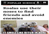 POPULAR SCIENCE Menu Log In Sign Up ANIMALS Koalas use their noses to find friends and avoid enemies IT SMELL LIKE BITCH IN HERE